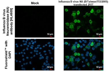 Anti-Influenza B virus Neuraminidase (NA) antibody [HL4609] used in Immunocytochemistry/ Immunofluorescence (ICC/IF). GTX644473